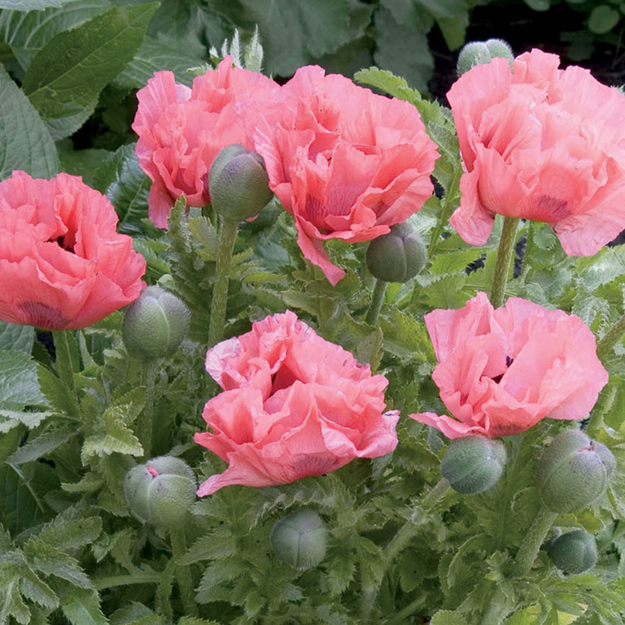 Papaver orientale 'Pink Pearl'